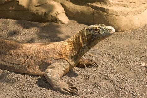 comodo dragon italiano.